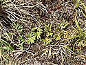 Diphasiastrum alpinum