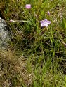 Dianthus gratianopolitanus