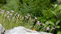 Dianthus gratianopolitanus