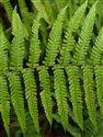 Dryopteris affinis