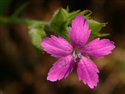 Dianthus armeria