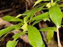 Daphne laureola