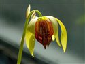 Darlingtonia californica