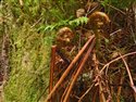 Dryopteris aemula