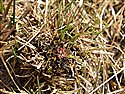 Drosera rotundifolia