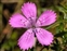 Taxonomic plant kingdom, Dianthus deltoides