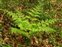 Broadleaved wood, Dryopteris dilatata