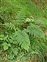 Broadleaved wood, Dryopteris dilatata