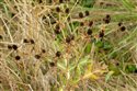 Eryngium campestre