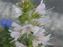 Echium vulgare