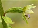 Epipactis dunensis