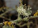 Evernia prunastri