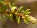 Empetrum nigrum