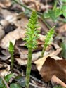 Equisetum sylvaticum
