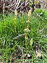 Wood Horsetail (guest image)