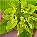 Euphorbia oblongata