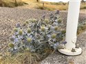 Eryngium maritimum