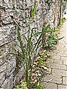 Echinochloa crus-galli