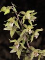 Epipactis purpurata