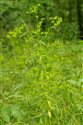 Euphorbia stricta