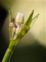 Epilobium parviflorum