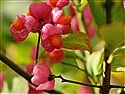 Euonymus europaeus