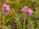 Erica tetralix
