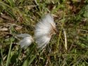 Eriophorum latifolium