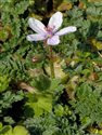 Erodium cicutarium