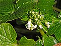 Eutrema japonicum
