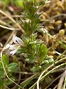 Euphrasia ostenfeldii