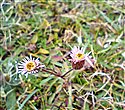 Erigeron acris