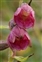Purple flowers, Epipactis atrorubens