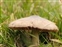 Entolomataceae, Entoloma porphyrophaeum