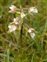Plant, Epipactis palustris