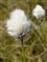 Taxonomic plant kingdom, Eriophorum vaginatum