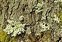 Parmeliaceae, the Beard Lichens family, Evernia prunastri