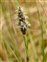 Taxonomic plant kingdom, Eriophorum vaginatum