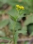 Yellow flowers, Erysimum cheiranthoides