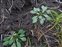 Rock, Erophila verna agg.