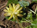 Ficaria verna