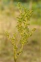 Filipendula ulmaria