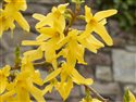 Forsythia x intermedia