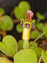 Fuchsia procumbens