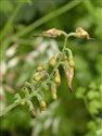 Fumaria capreolata