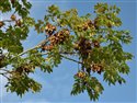 Fraxinus excelsior