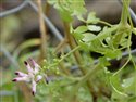 Fumaria officinalis