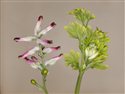 Fumaria muralis