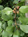 Frangula alnus