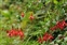 Red flowers, Fuchsia magellanica